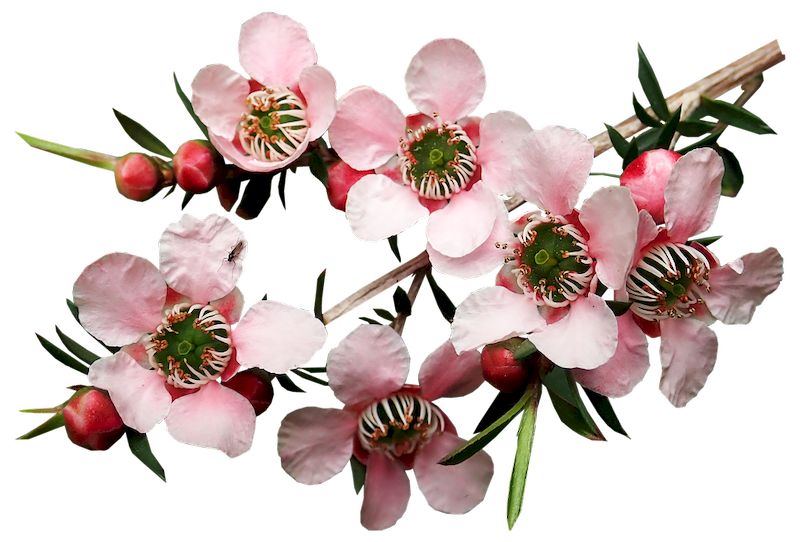 цветы чайного дерева