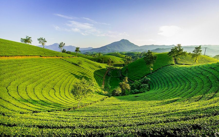 плантация зеленого чая